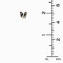 18k Gold Plated French Bulldog Stud Earrings,
