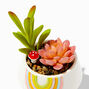 Pot arc-en-ciel avec plantes succulentes artificielles,