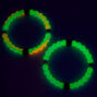 Glow In The Dark Fortune Stretch Bracelets - 2 Pack,