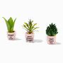 Lot de mini plantes succulentes - Lot de 3,