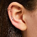 Auricle